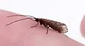 Headwaters Chilostigman Caddisfly