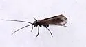 Headwaters Chilostigman Caddisfly - photo 2