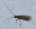 Headwaters Chilostigman Caddisfly - photo 3