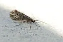Chilostigmodes areolatus