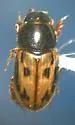 Chilothorax distinctus - Chilothorax distinctus