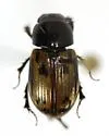Chilothorax distinctus - photo 2