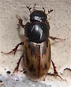Chilothorax distinctus - photo 4