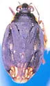 Chiloxanthus stellatus