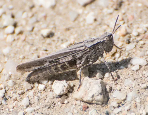 California Clouded Grasshopper