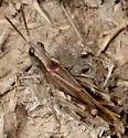 Chimarocephala elongata - photo 5