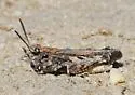 Painted Meadow Grasshopper
