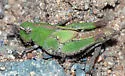 Painted Meadow Grasshopper - photo 2