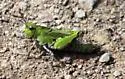 Painted Meadow Grasshopper - photo 3