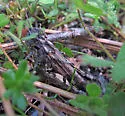 Painted Meadow Grasshopper - photo 4