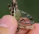Painted Meadow Grasshopper - photo 5