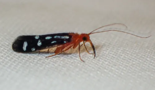Chimarra albomaculata - Chimarra albomaculata