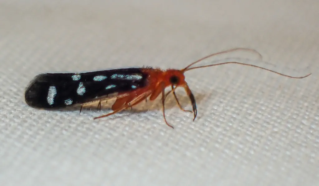 Chimarra albomaculata - photo 2