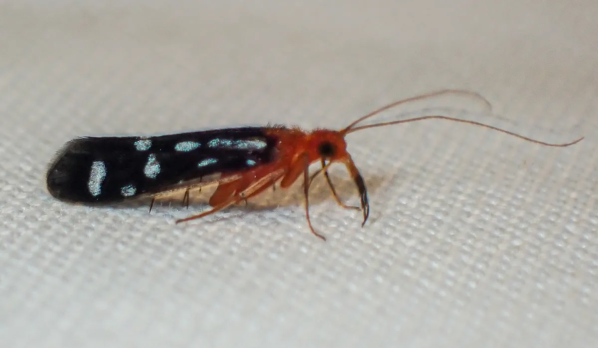 Chimarra albomaculata - photo 3