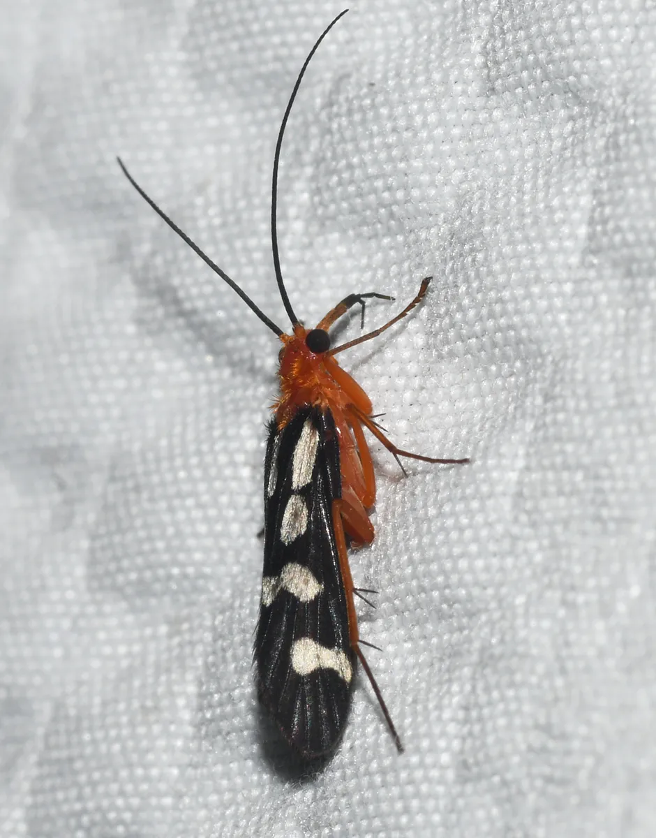 Chimarra argentella - photo 3