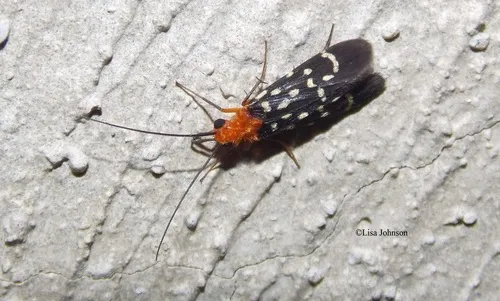 Chimarra gilvimacula - Chimarra gilvimacula