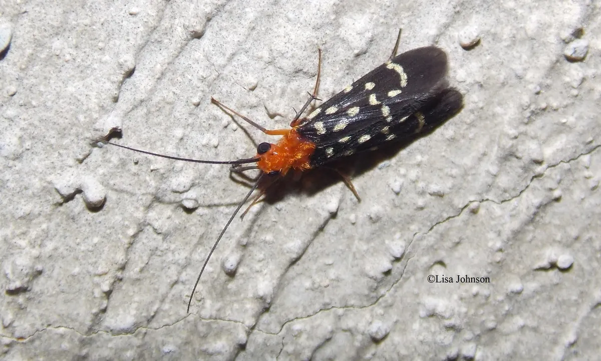Chimarra gilvimacula - photo 3