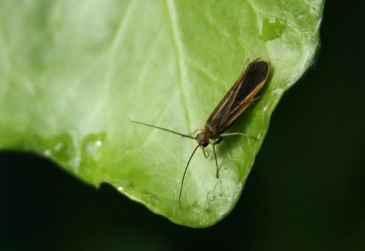 Chimarra marginata - photo 3
