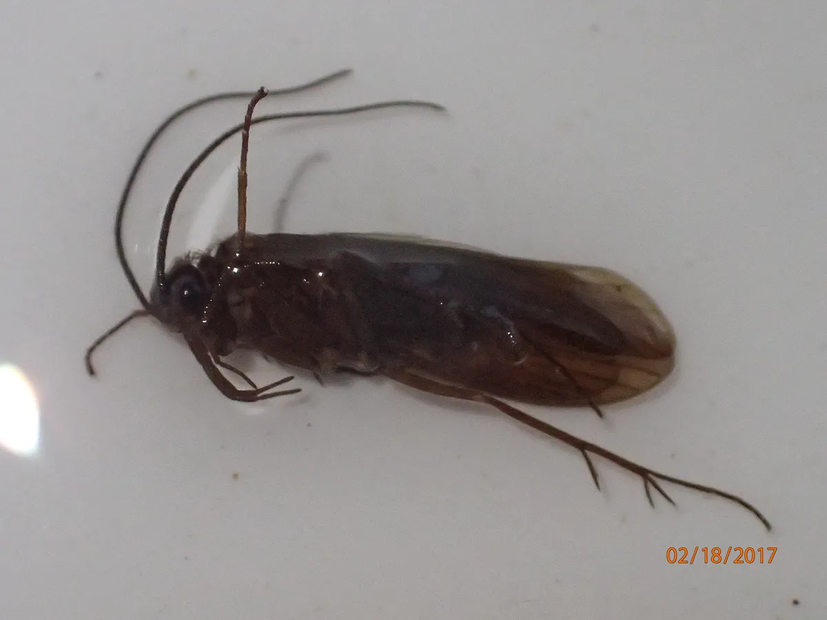 Chimarra obscura - photo 2