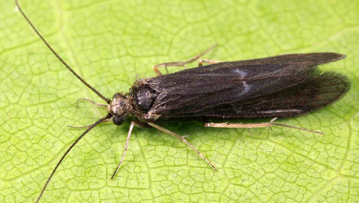 Chimarra socia - photo 3