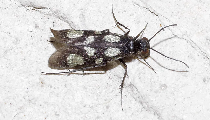 Chimarra texana