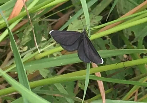 Chimney Sweeper - photo 2
