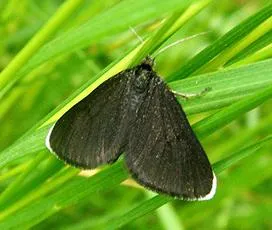 Chimney Sweeper - photo 3