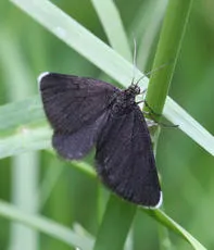 Chimney Sweeper - photo 4