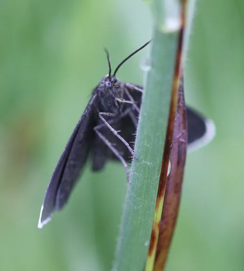 Chimney Sweeper - photo 5