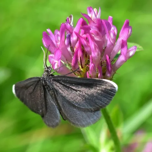 Chimney Sweeper - photo 6