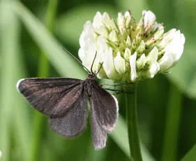 Chimney Sweeper - photo 7