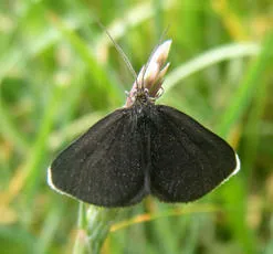 Chimney Sweeper - photo 8