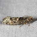 Chimoptesis chrysopyla - Hodges#3270