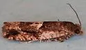 Chimoptesis gerulae - Hodges#3272 - photo 2