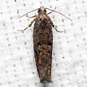 Chimoptesis gerulae - Hodges#3272 - photo 3