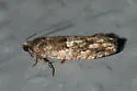Chimoptesis gerulae - Hodges#3272 - photo 4