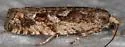 Chimoptesis gerulae - Hodges#3272 - photo 5