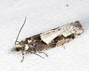 Chimoptesis n-sp - photo 2