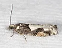 Chimoptesis n-sp - photo 3