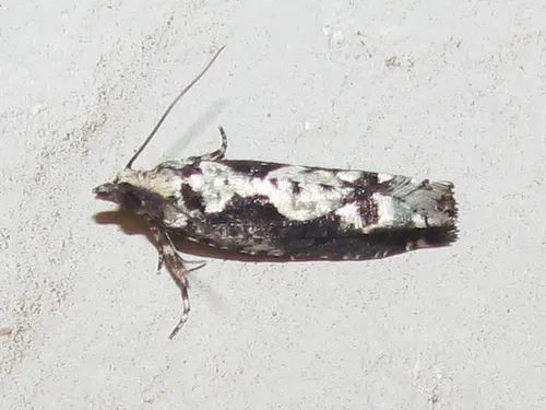 Filigreed Chimoptesis - Hodges#3273