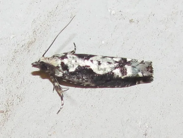 Filigreed Chimoptesis - Hodges#3273 - photo 2