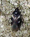Chinaola quercicola