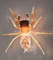Chinattus parvulus - Chinattus parvulus