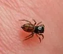 Chinattus parvulus - photo 2