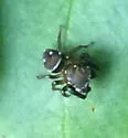Chinattus parvulus - photo 3