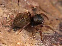 Chinattus parvulus - photo 4