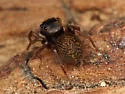 Chinattus parvulus - photo 5
