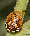 Chinavia marginata