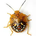 Chinavia marginata - photo 2