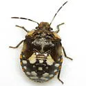 Chinavia marginata - photo 3